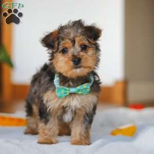 Dallas, Yorkie Poo Puppy